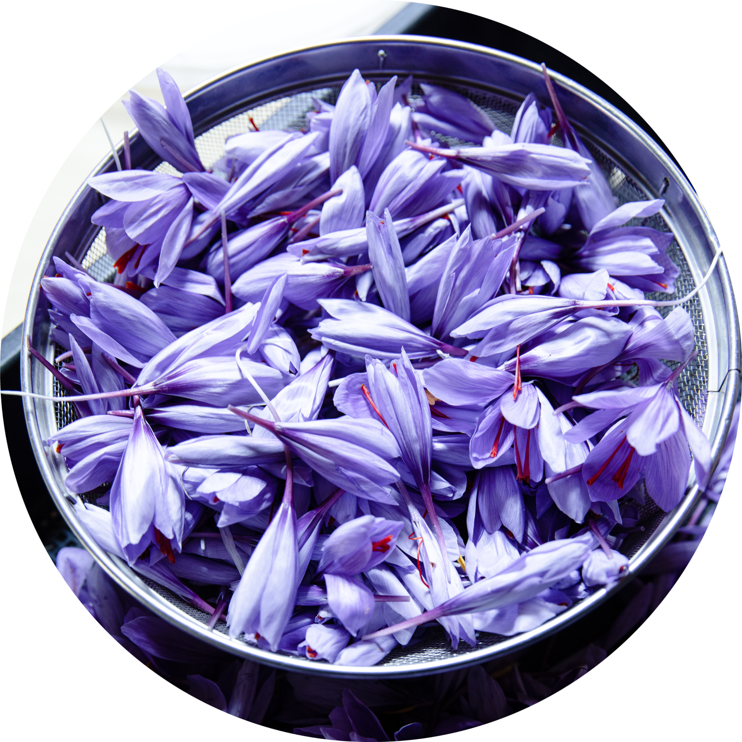 Appetizing bruschetta