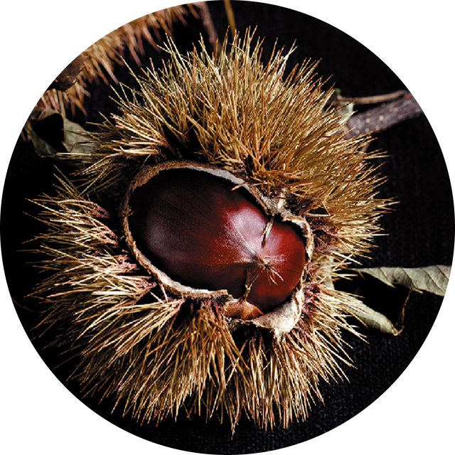 Appetizing bruschetta